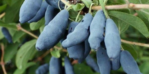 Orlovi nokti bakchar div